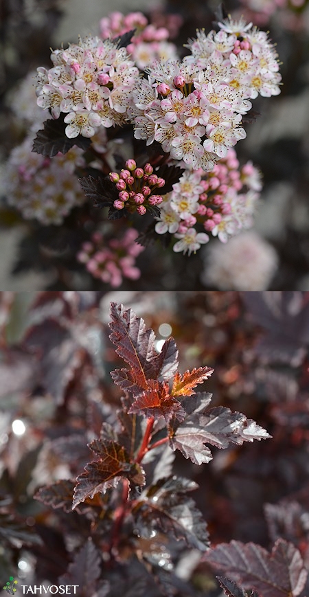 Physocarpus opulifolius 'Tiny Wine', purppuraheisiangervo